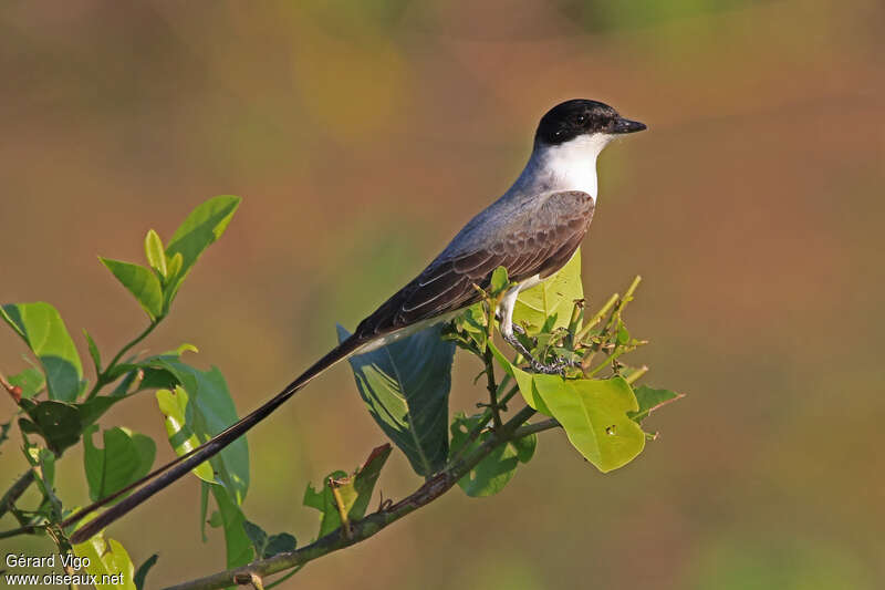 Fork-tailed Flycatcher male adult, identification