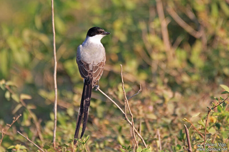 Fork-tailed Flycatcheradult