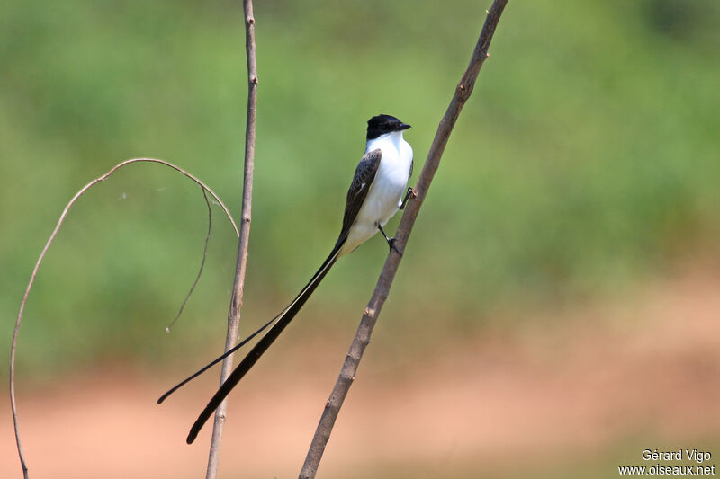 Fork-tailed Flycatcheradult