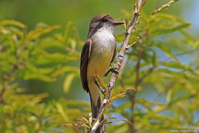 Short-crested Flycatcheradult