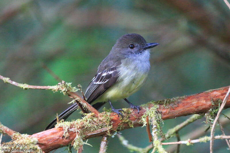 Pale-edged Flycatcheradult, identification