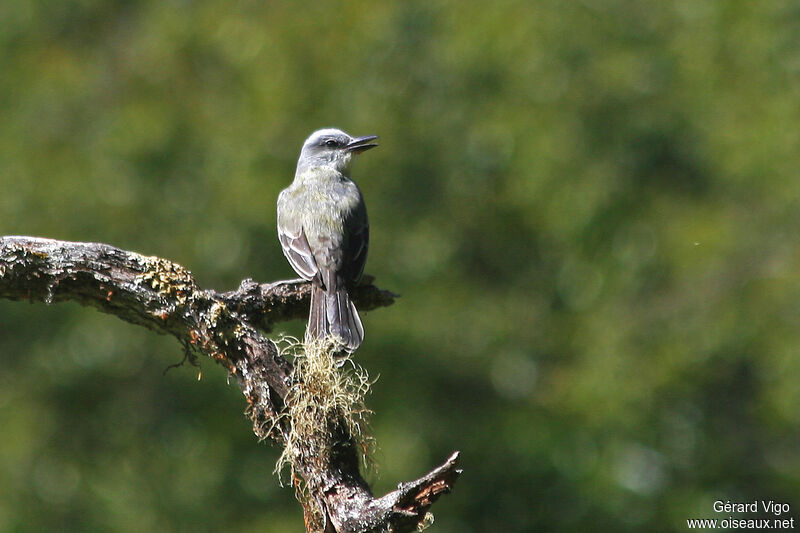 Tropical Kingbirdadult