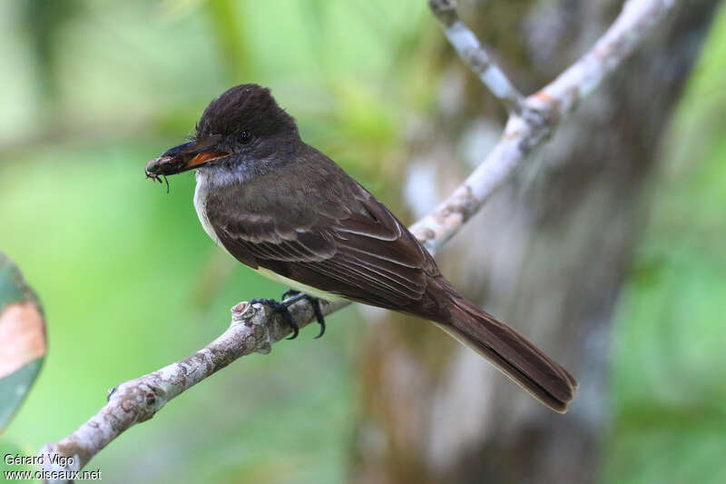 Dusky-capped Flycatcheradult, feeding habits, fishing/hunting