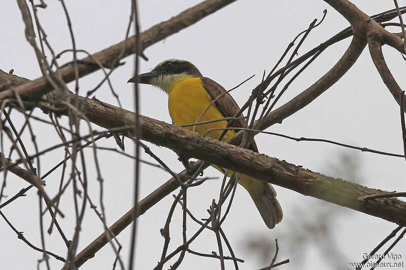 Boat-billed Flycatcheradult