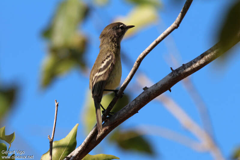 Slender-billed Ineziaadult, Behaviour