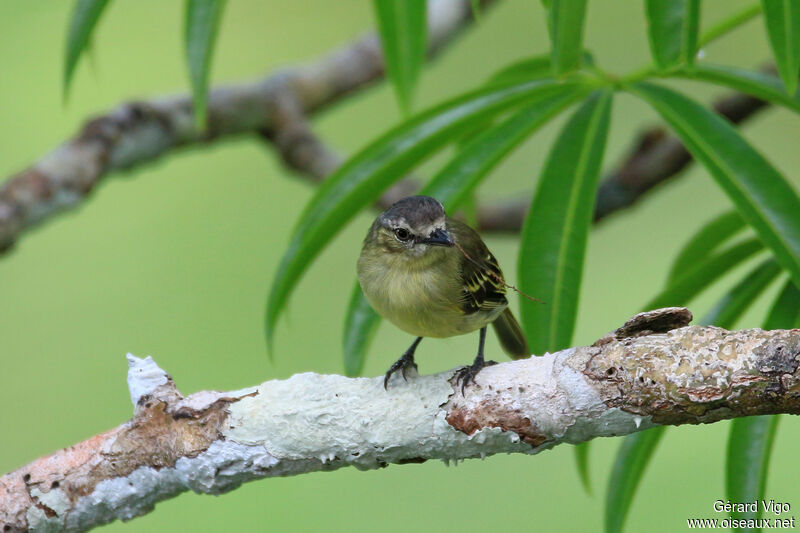 Slender-footed Tyrannuletadult