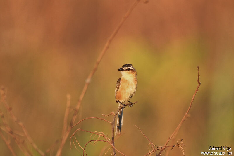 Sharp-tailed Grass Tyrantadult