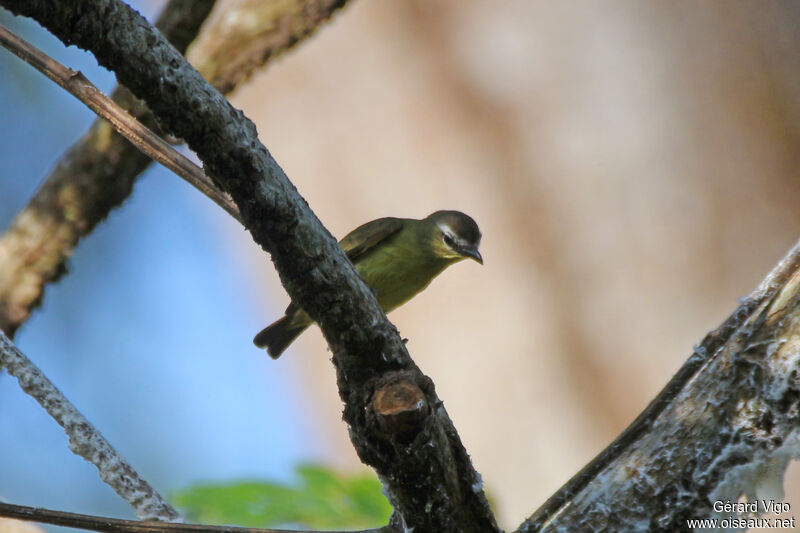 Brown-capped Tyrannuletadult