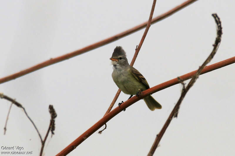 Southern Beardless Tyrannuletadult, identification