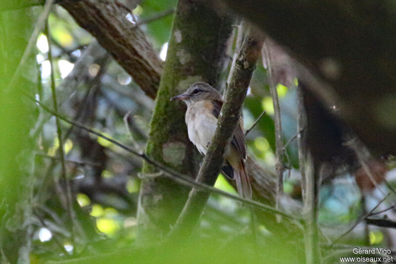 Southern Beardless Tyrannuletadult