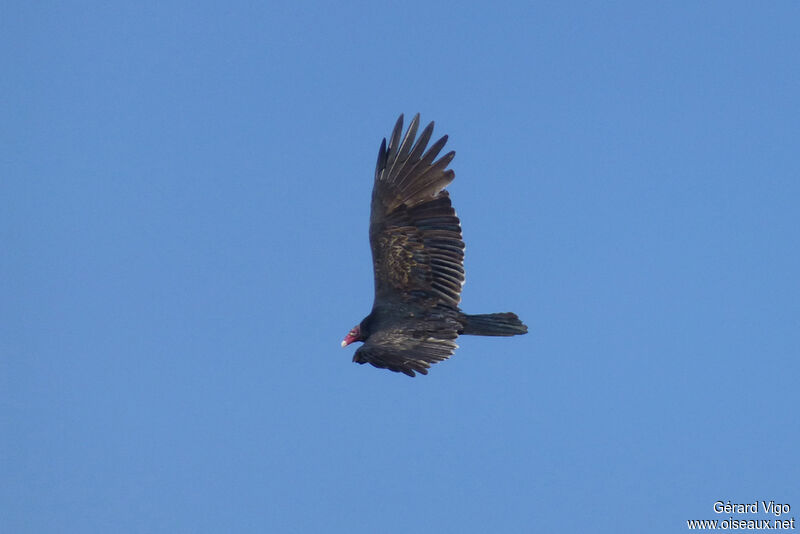 Turkey Vultureadult, Flight