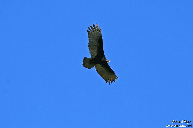 Turkey Vultureadult, Flight