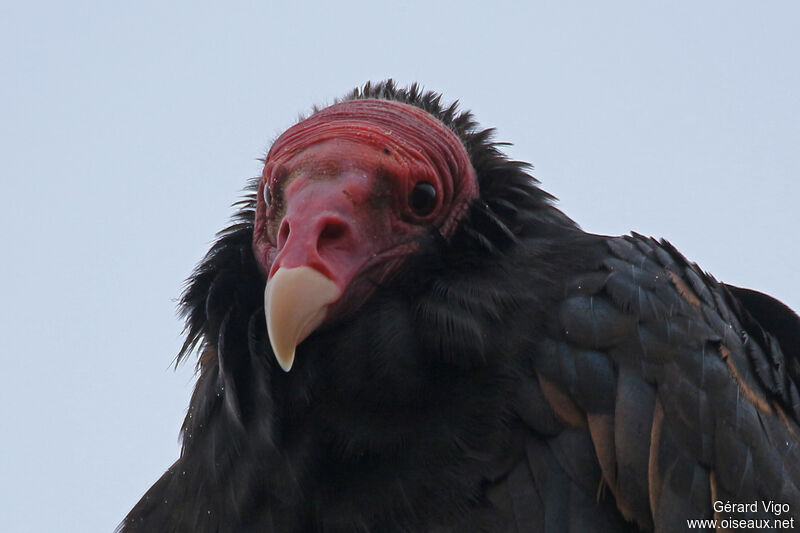 Urubu à tête rougeadulte, portrait