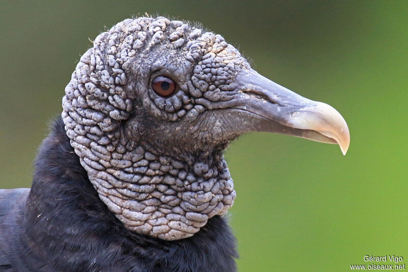 Black Vultureadult, close-up portrait