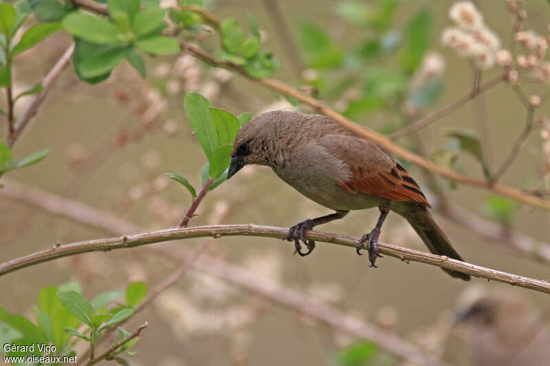 Greyish Baywingadult, identification