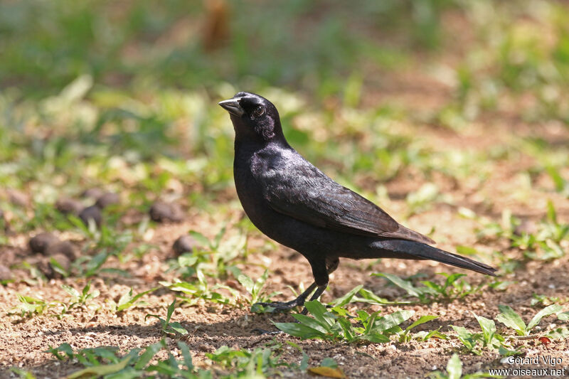 Shiny Cowbird female adult