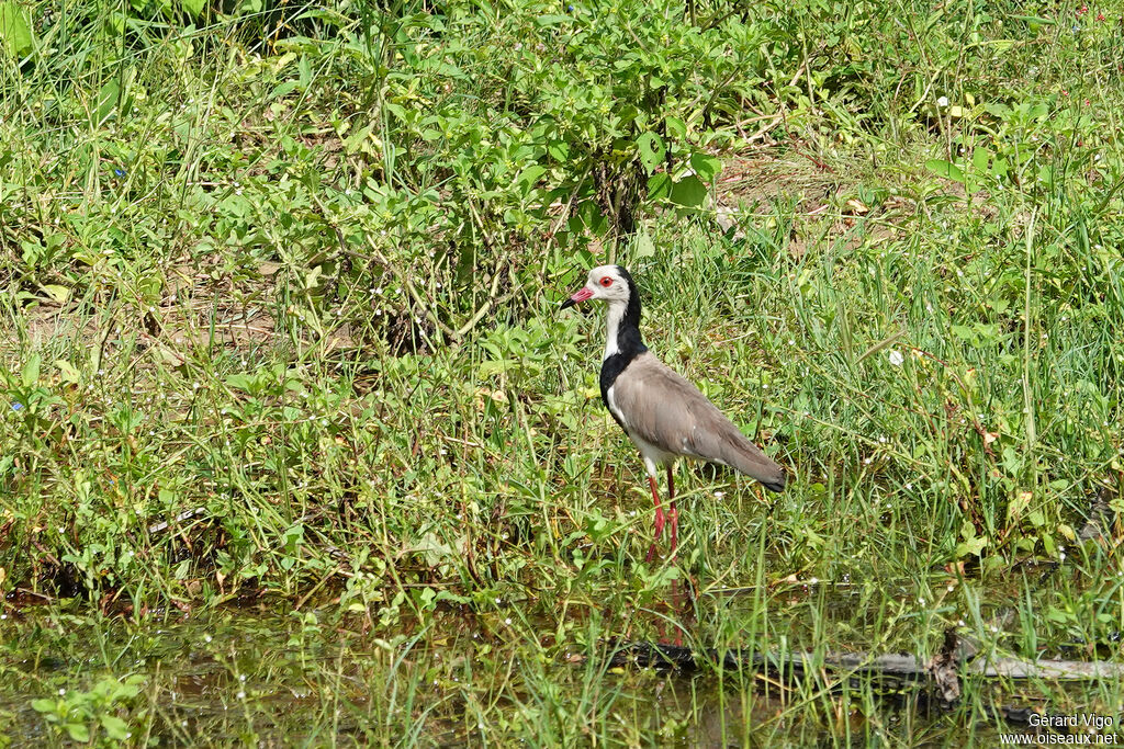 Vanneau à ailes blanches
