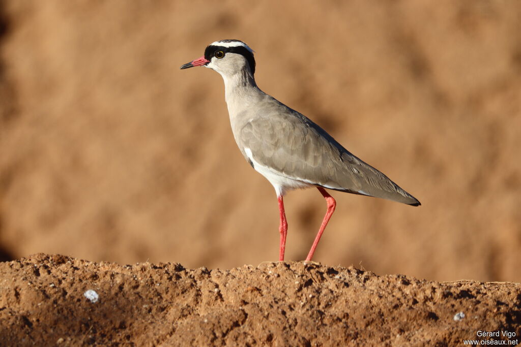 Vanneau couronnéadulte