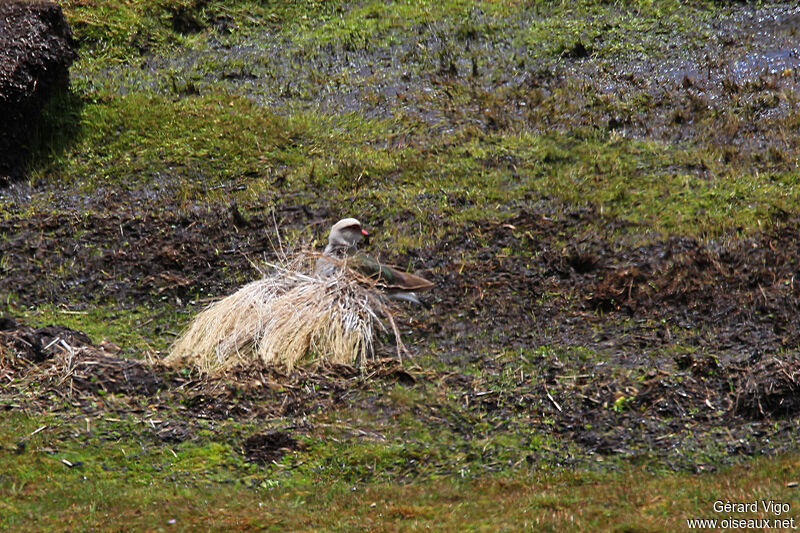 Andean Lapwingadult