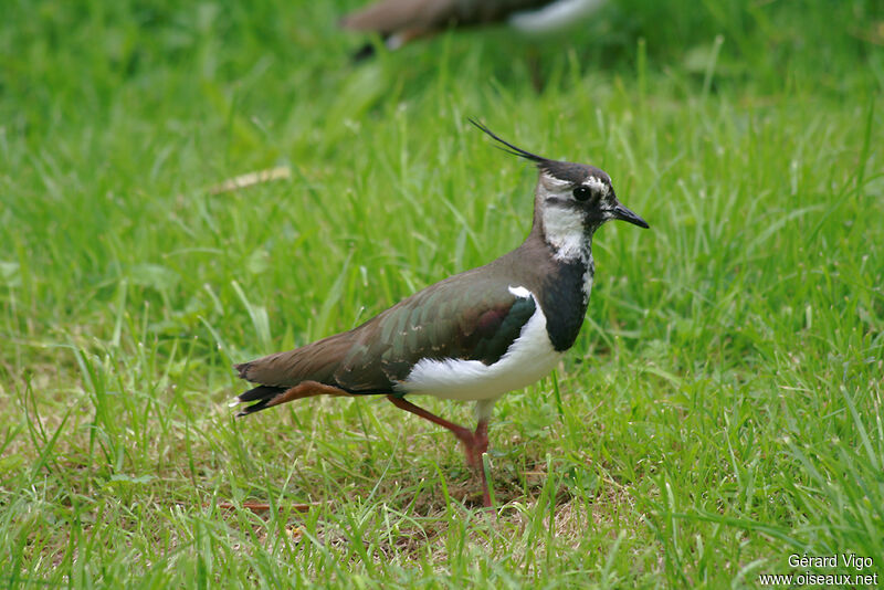 Northern Lapwingadult