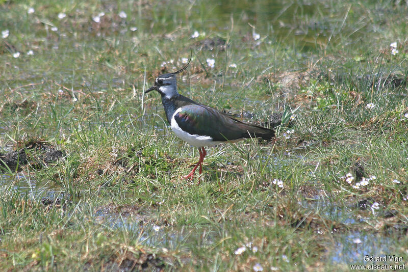 Northern Lapwingadult