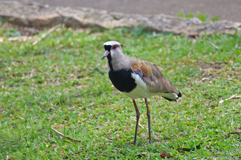 Southern Lapwingadult