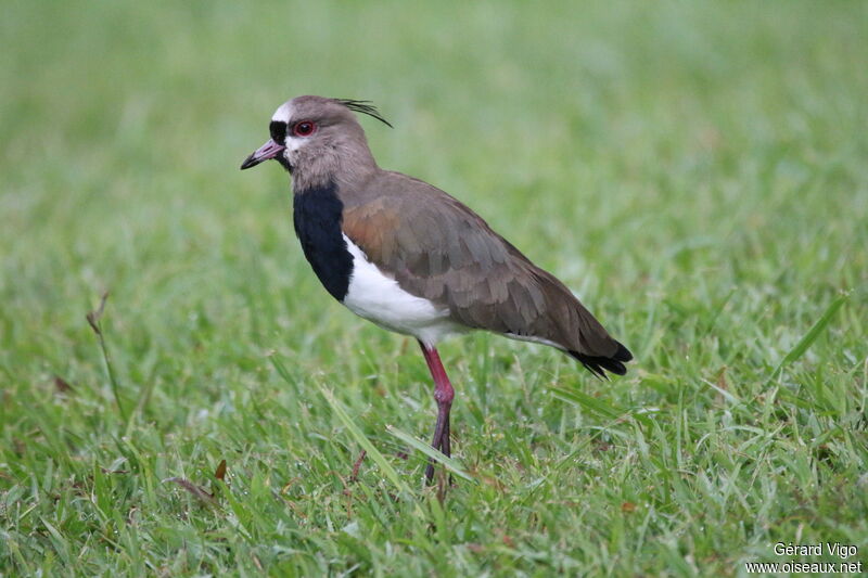 Southern Lapwingadult