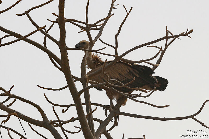 White-backed Vultureadult