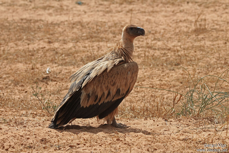 Vautour africainadulte