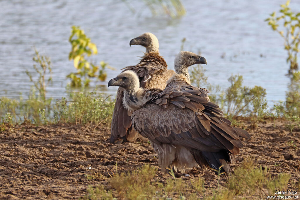 Vautour africainadulte