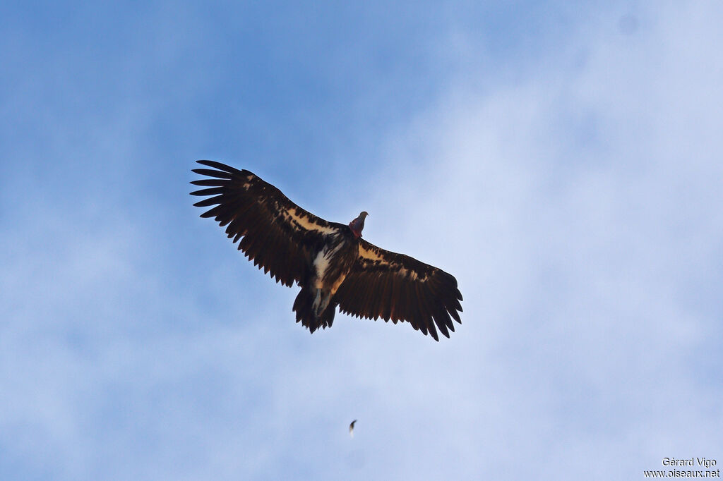 Vautour oricouadulte, Vol