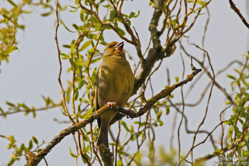 European Greenfinch male adult