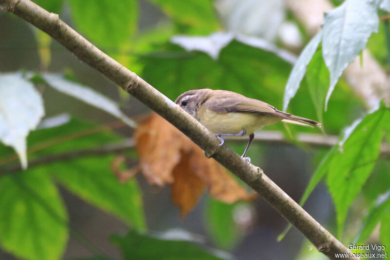 Brown-capped Vireoadult