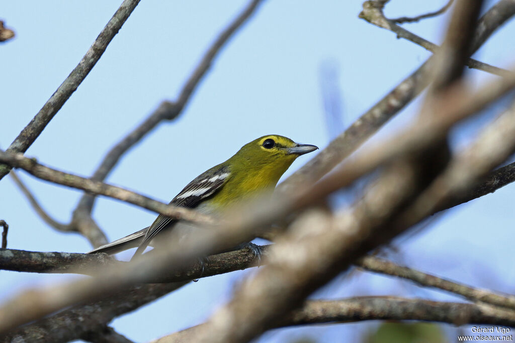 Viréo à gorge jauneadulte