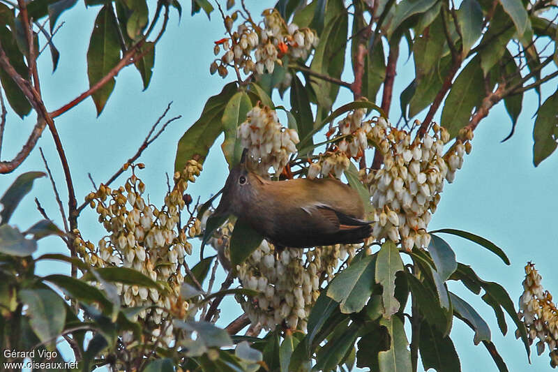 Stripe-throated Yuhinaadult, eats