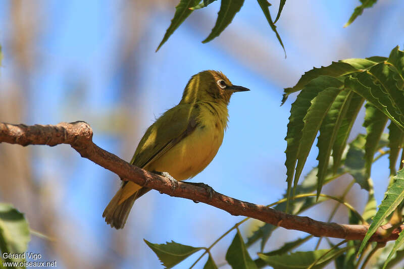 Northern Yellow White-eyeadult