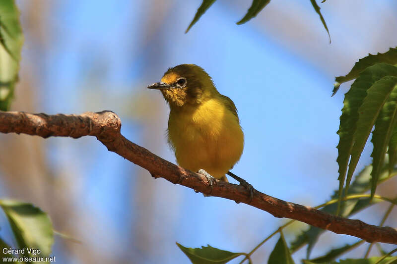 Northern Yellow White-eyeadult