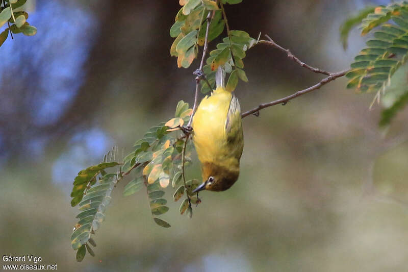 Northern Yellow White-eyeadult, eats, Behaviour