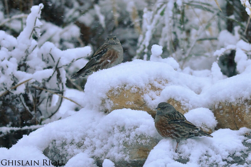 Alpine Accentor