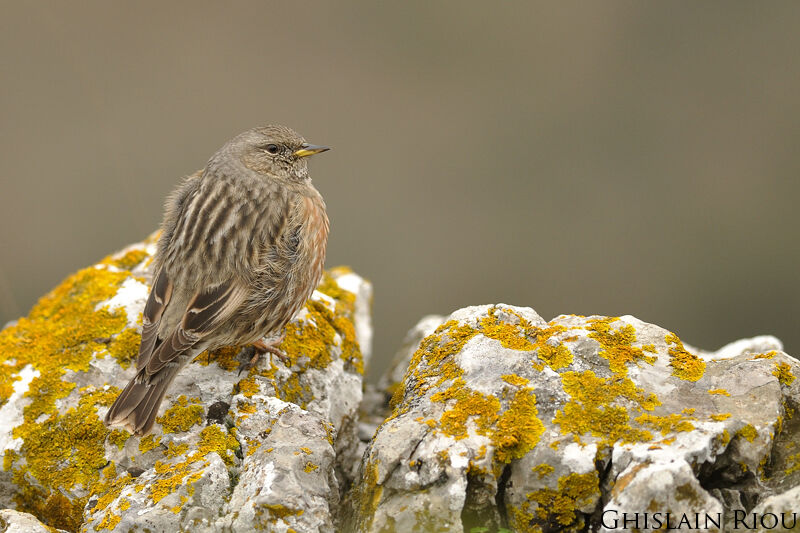 Alpine Accentor