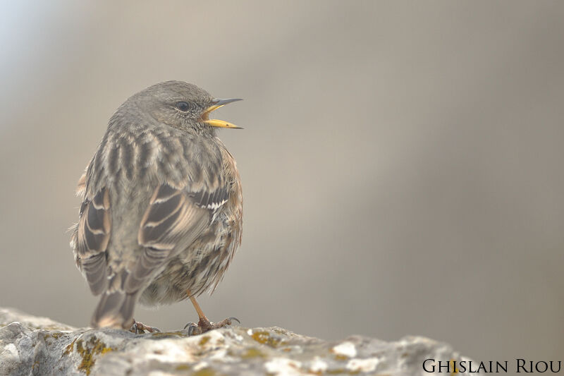 Alpine Accentor