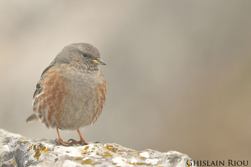 Alpine Accentor