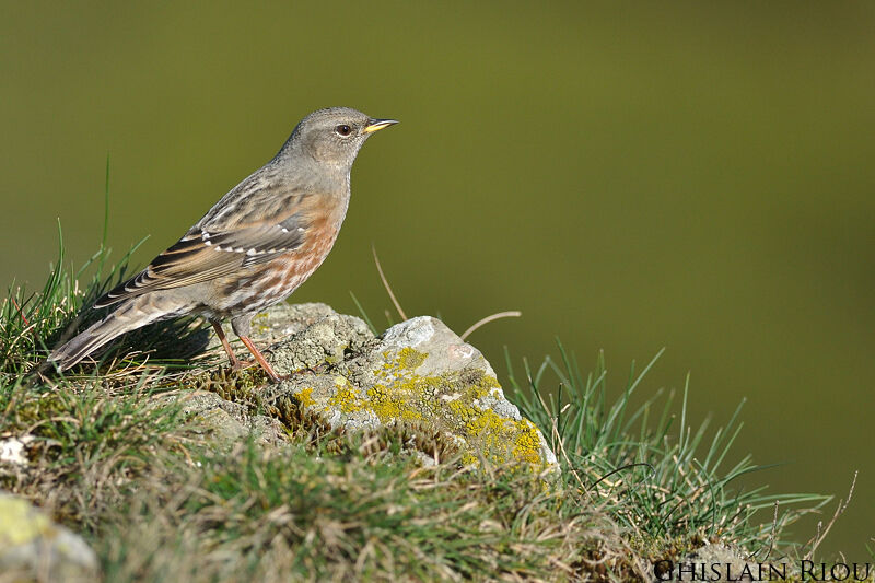 Alpine Accentor