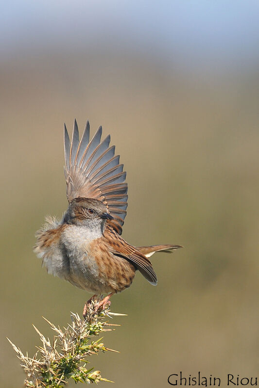 Dunnock