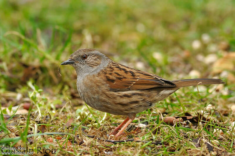 Accenteur mouchet, identification