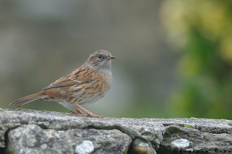 Dunnock