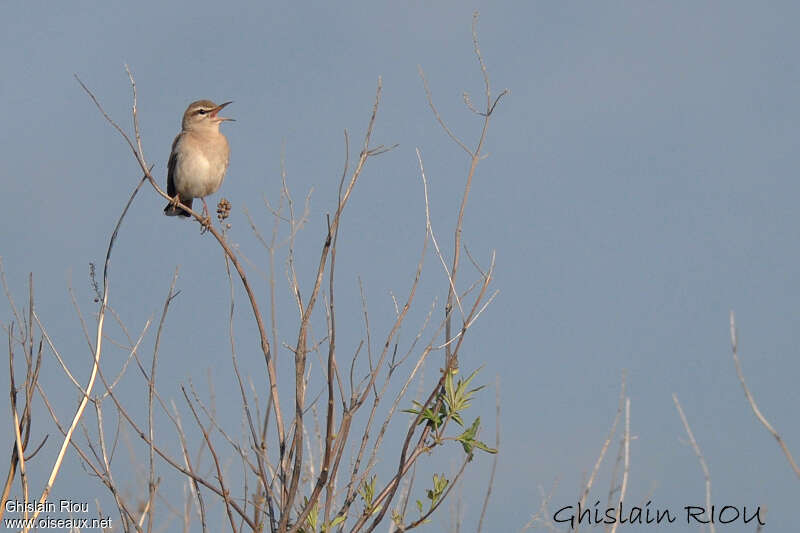 Rufous-tailed Scrub Robin male adult, song, Behaviour