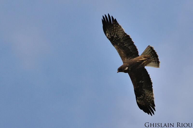 Booted Eagle