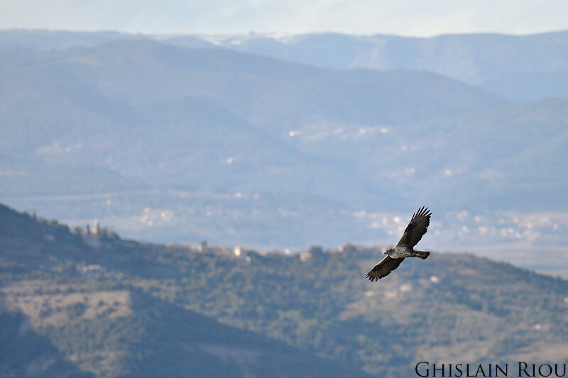 Aigle de Bonelliadulte