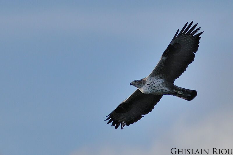 Bonelli's Eagleadult